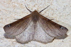 Caripeta triangulata