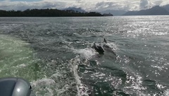 Cephalorhynchus eutropia