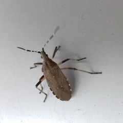 Dicranocephalus agilis