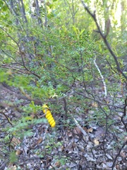 Prosopis strombulifera
