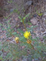 Prosopis strombulifera