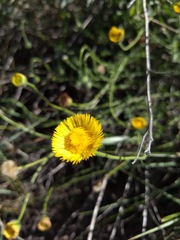 Hysterionica jasionoides