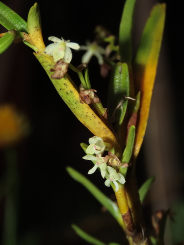 Epidendrum platystomoides Hágsater & L.Sánchez