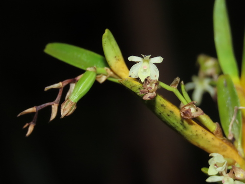 Epidendrum platystomoides Hágsater & L.Sánchez 2