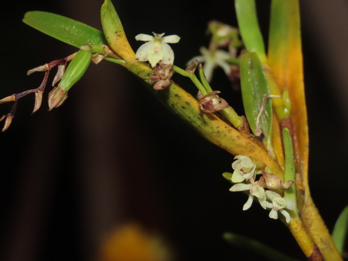Epidendrum platystomoides Hágsater & L.Sánchez 3