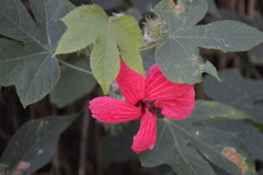 Hibiscus uncinellus