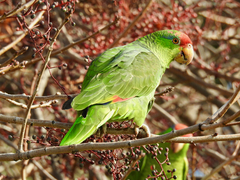 Amazona viridigenalis