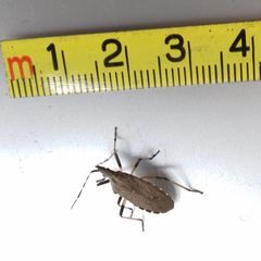 Dicranocephalus agilis