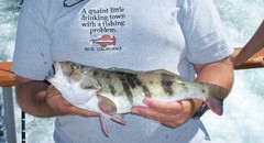 Paralabrax nebulifer