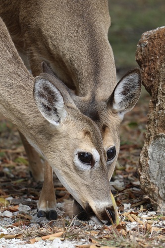 Key Deer photographed in Florida