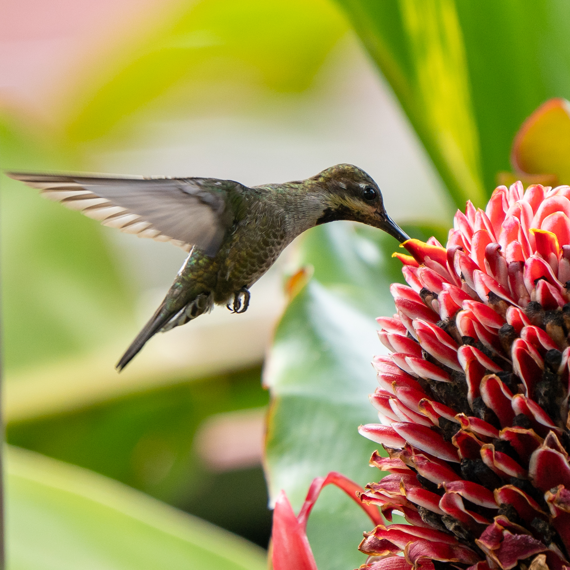 Long-billed Starthroat (Heliomaster longirostris), photo 4