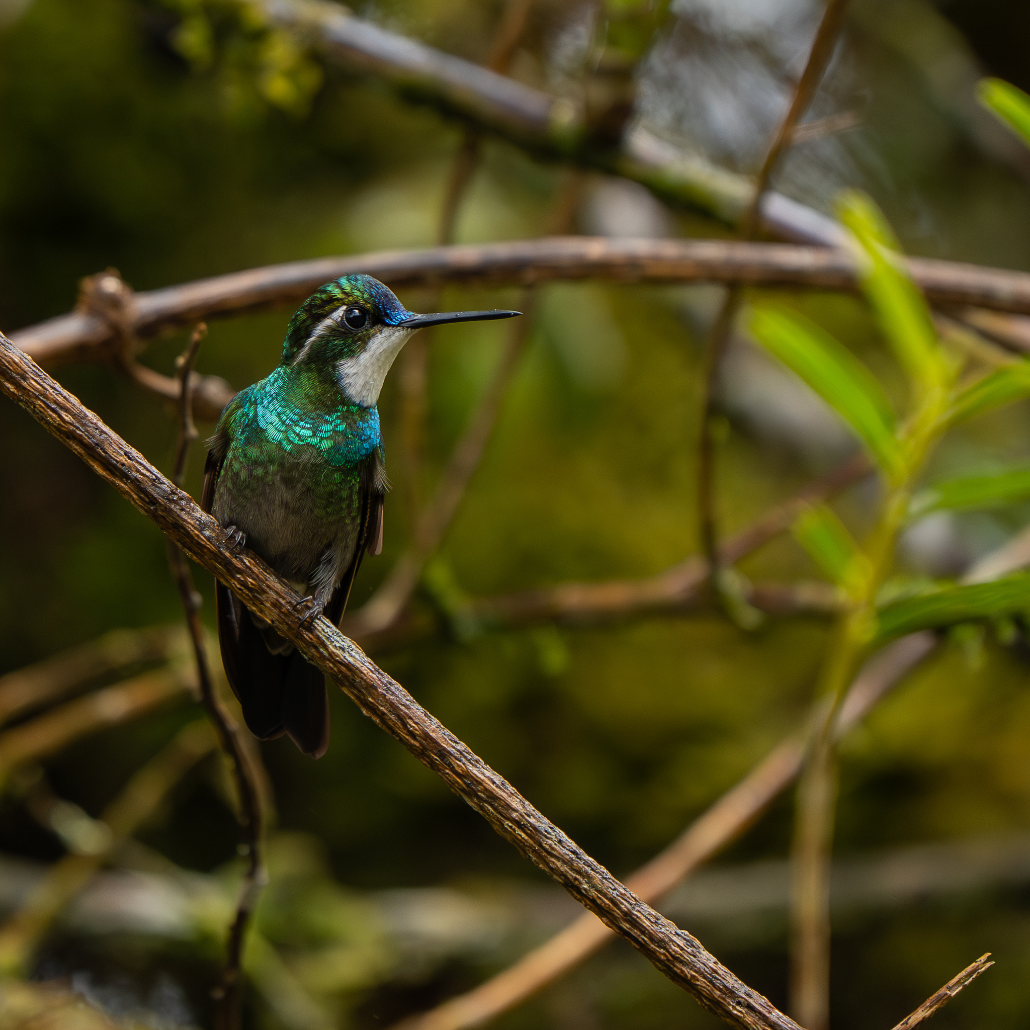 White-throated Mountaingem (Lampornis castaneoventris), photo 8