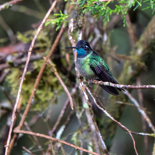 Talamanca Hummingbird (Eugenes spectabilis), photo 4