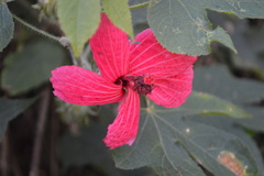 Hibiscus uncinellus