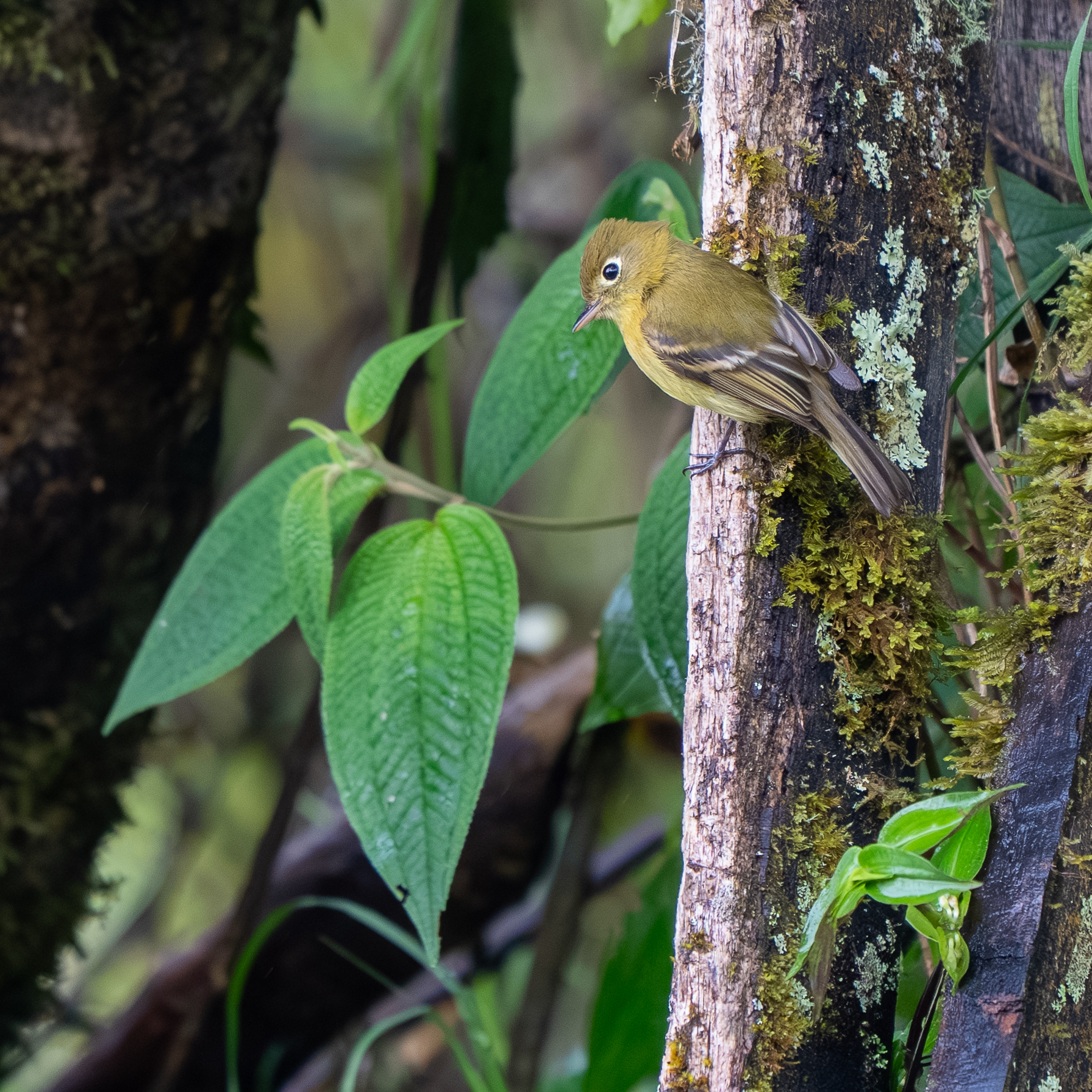 Yellowish Flycatcher (Empidonax flavescens), photo 3