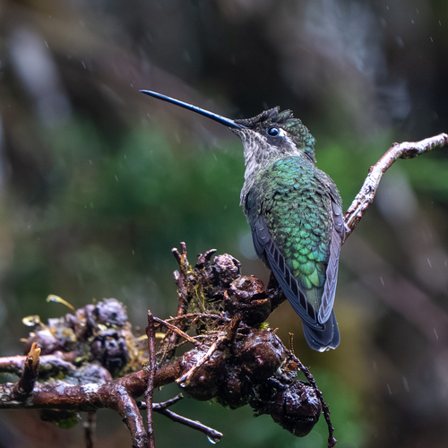 Talamanca Hummingbird (Eugenes spectabilis), photo 6