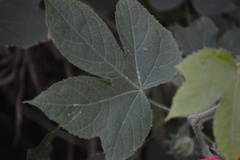 Hibiscus uncinellus