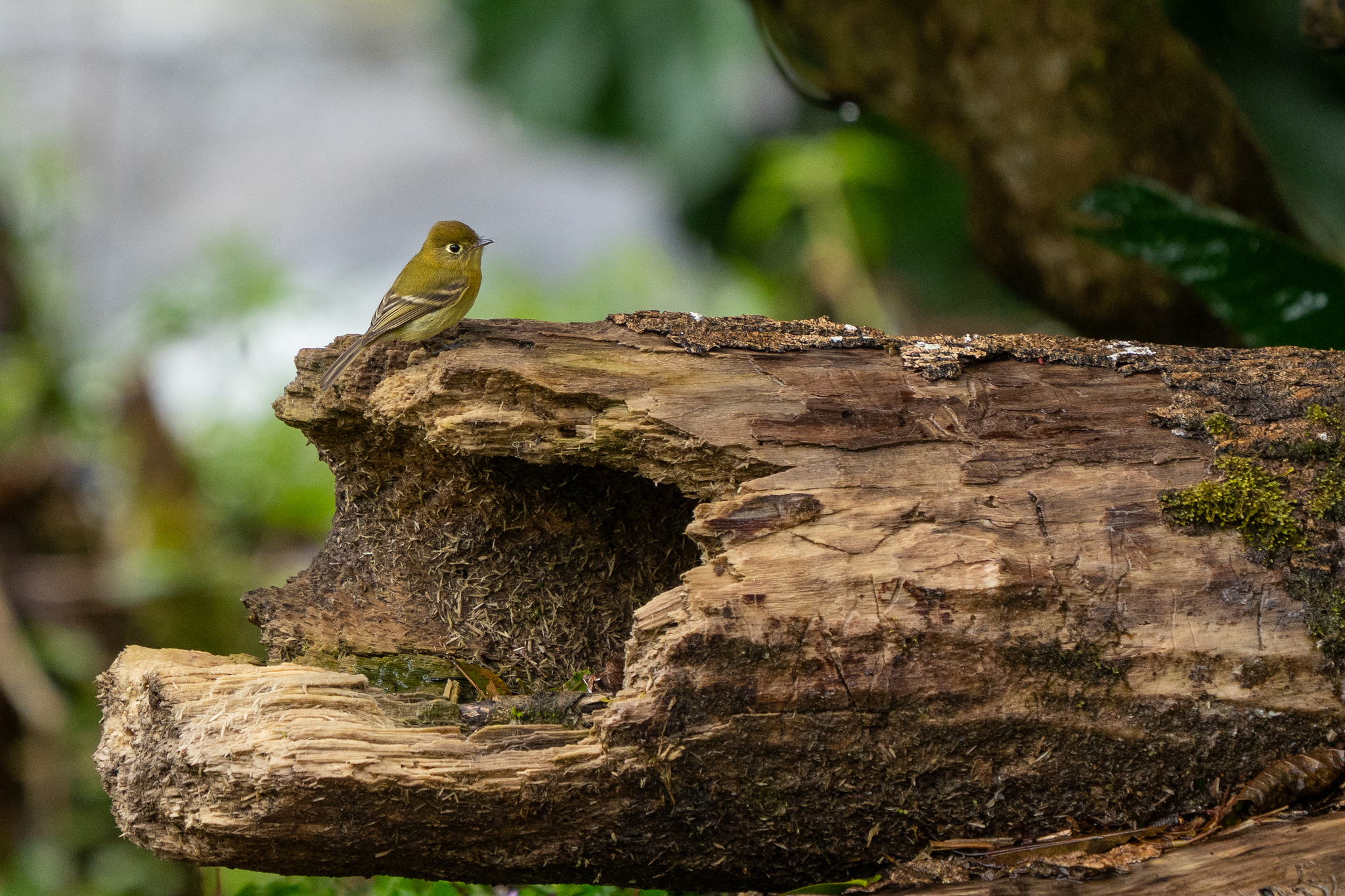 Yellowish Flycatcher (Empidonax flavescens), photo 4