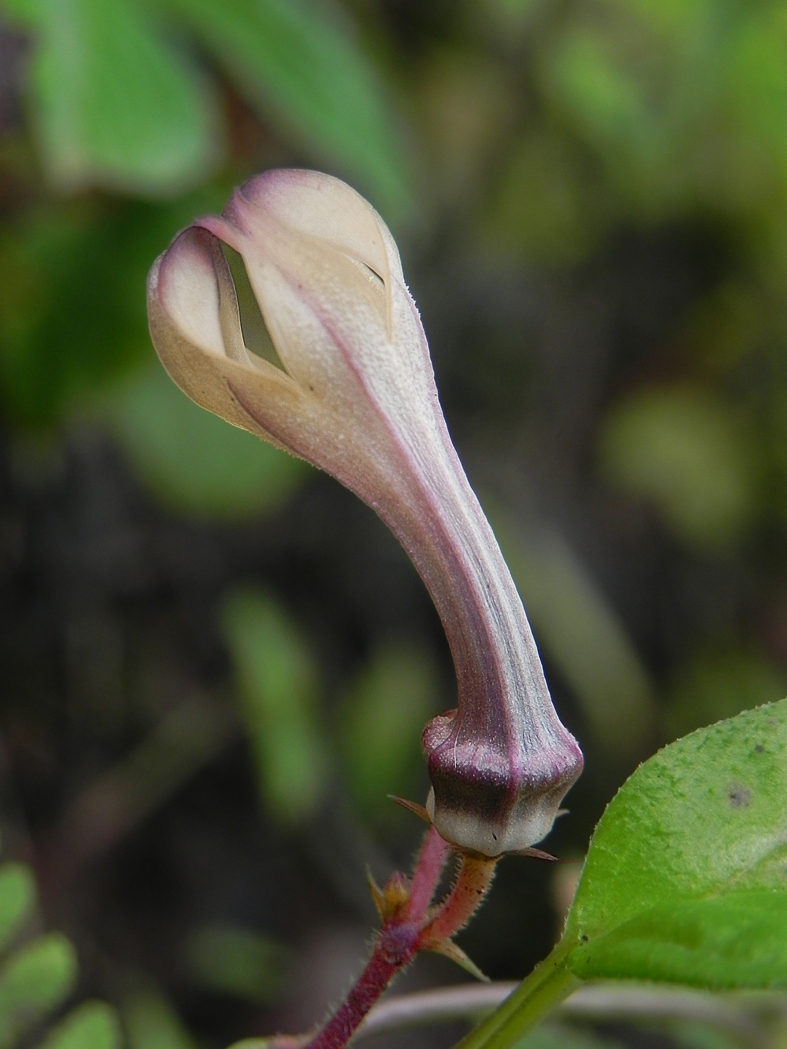 Ceropegia media