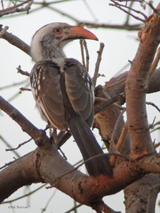 Tockus erythrorhynchus
