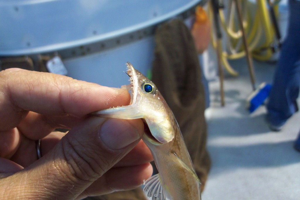 California Lizardfish from San Pedro, Los Angeles, CA, USA on October 3 ...