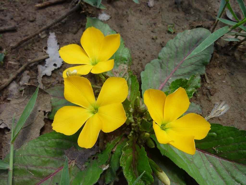 Tricliceras brevicaule