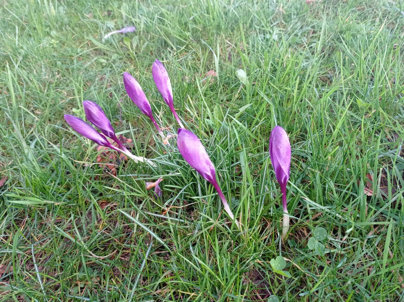 Autumn crocus