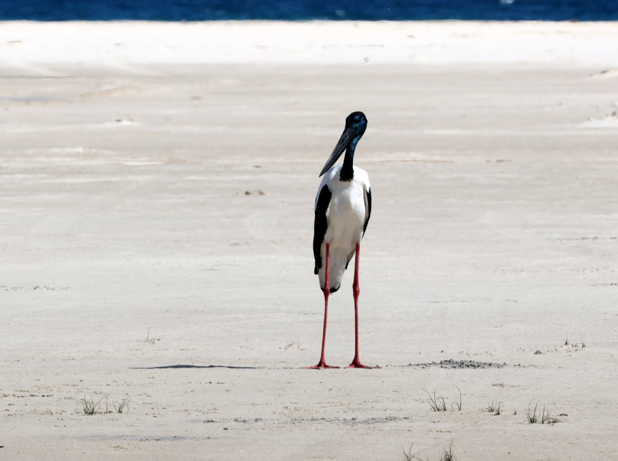 Black-necked Stork (Ephippiorhynchus asiaticus), photo 10