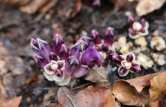 Lathraea clandestina