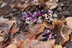 Lathraea clandestina