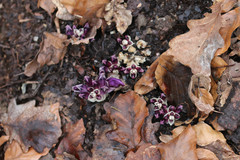 Lathraea clandestina