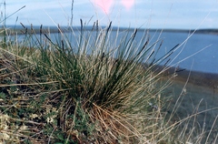 Carex myosuroides
