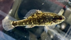 Spring Pygmy Sunfish photo 2