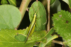 Stenopola pallida