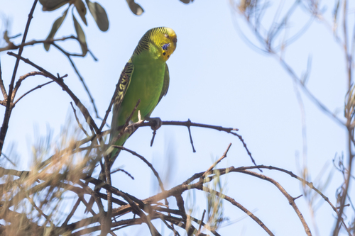Budgerigar