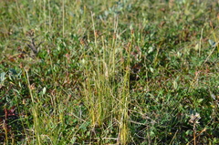 Carex borealipolaris