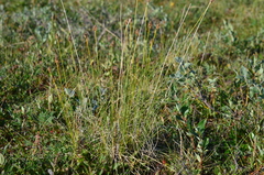 Carex borealipolaris