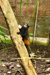 Saguinus weddelli weddelli