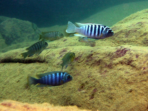 Zebra-mbuna (Maylandia zebra) — Cichlidae