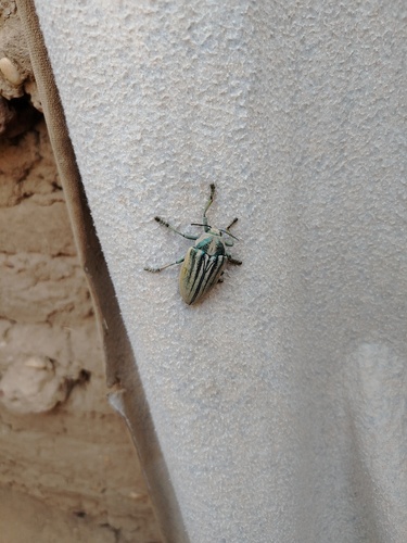 Julodis cailliaudi cailliaudi