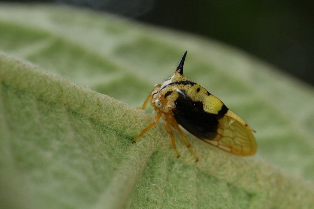 Ilithucia colombiana