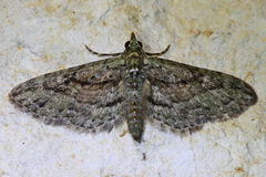 Eupithecia longidens