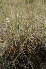 Carex borealipolaris