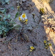 Thymophylla concinna