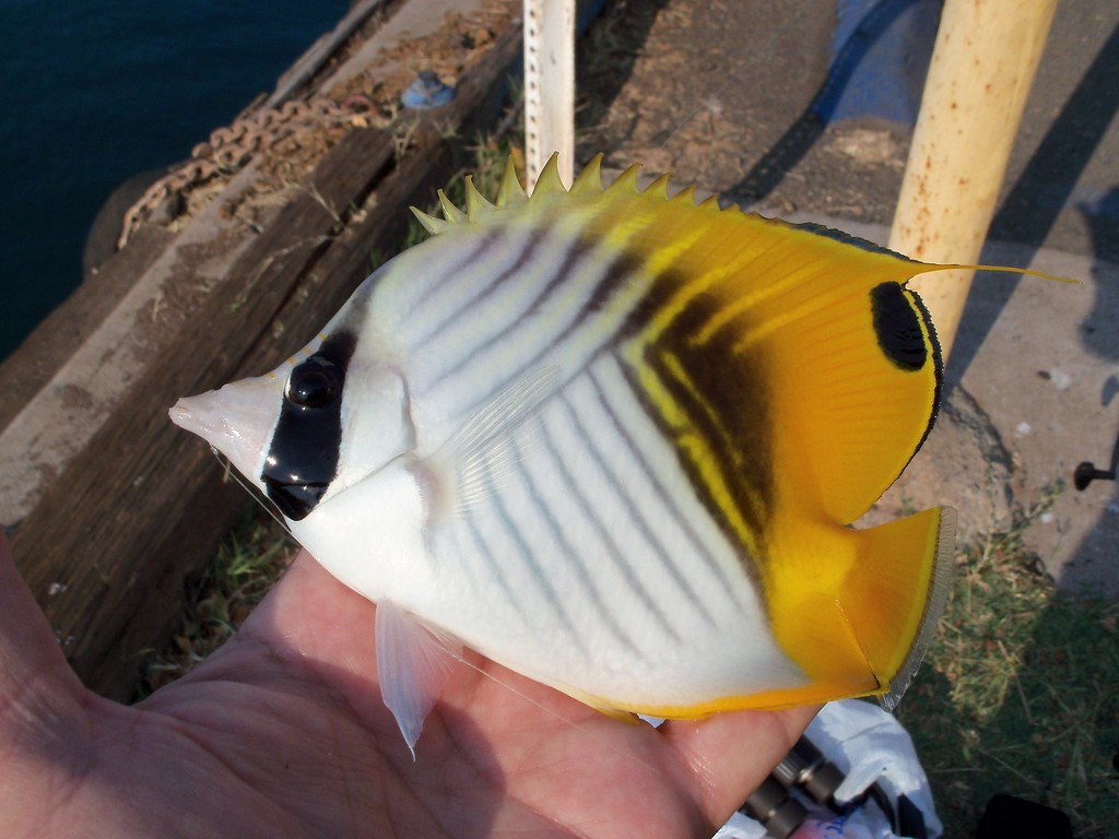 Threadfin butterflyfish