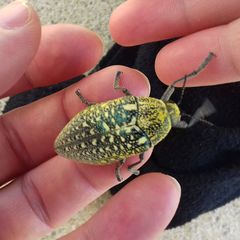 Julodis euphratica