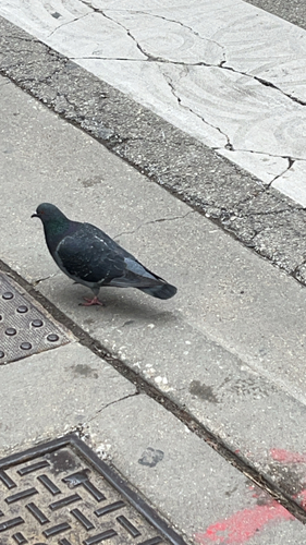 Pigeon