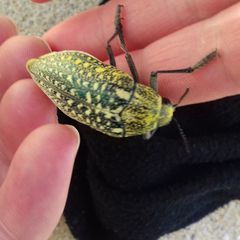 Julodis euphratica