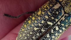 Julodis euphratica