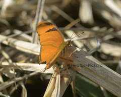 Dryas iulia